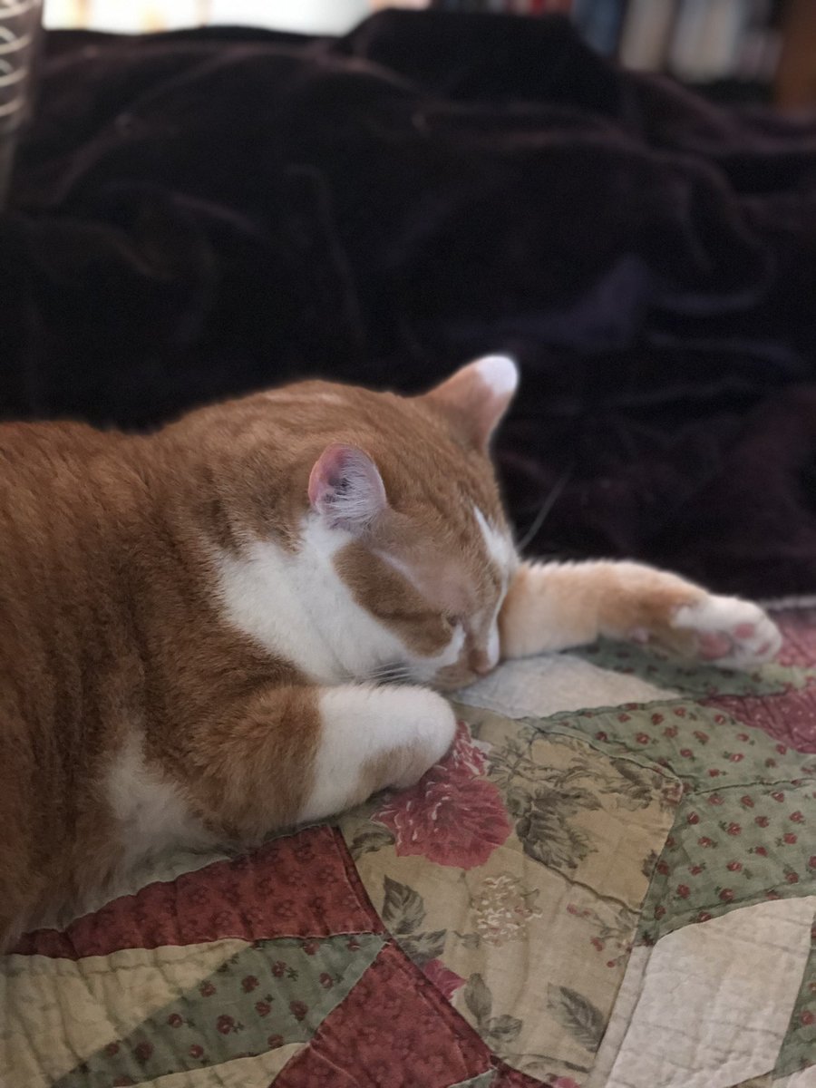 Leon_DiCATprio's tweet photo. This #SocialDistancing stuff is exhausting. The humans are always in my space and interrupting 18 of my 24 daily naps. https://t.co/lJAbHX1fk7