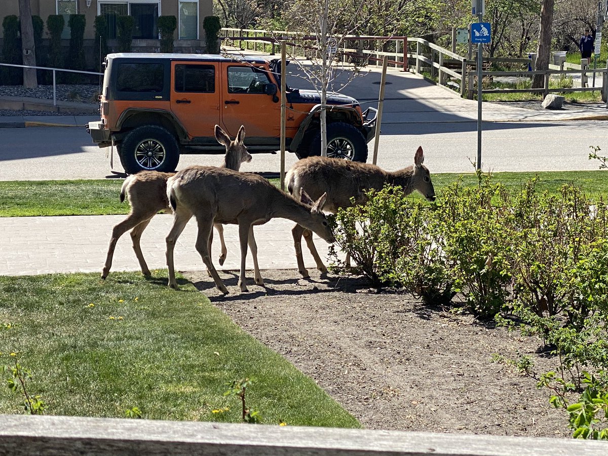 danny_direwolf's tweet photo. He found his fam! 🦌 https://t.co/q7Q2NZbdbh