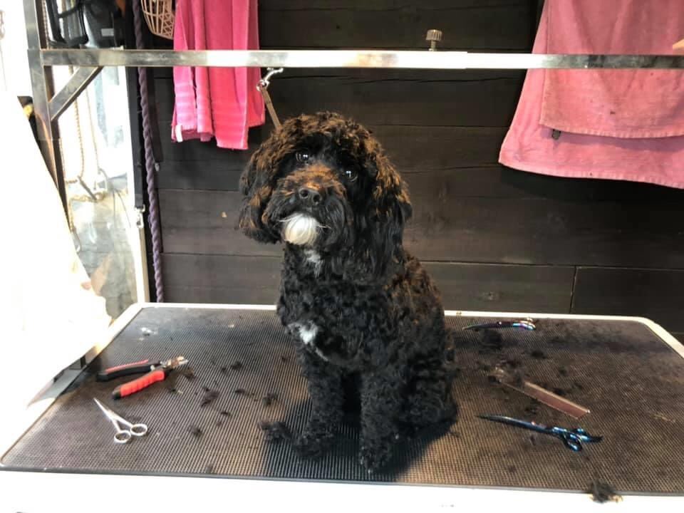 Robinson955's tweet photo. When the mobile groomers come and collect your gorgeous #cockapoo so that they can cut her hair and nails safely. #Gorgeous #dogsarefamily #lovemydog #Quarantine #mobilegroomer https://t.co/Z1vKt9sY4h