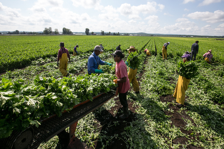 Labour shortages in fruit &amp; vegetable production are a global problem; we may not be able to count on imports to make up for production shortfalls in Canada due to lack of labour  ofvga.org/news #COVID19 #foodsecurity