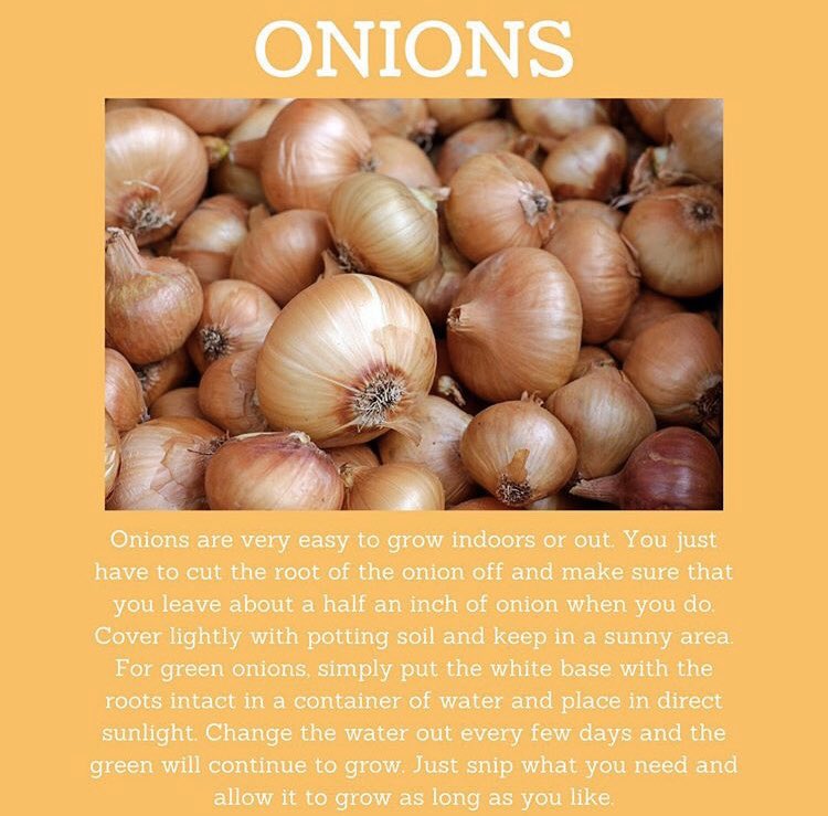 CSICalStateLA's tweet photo. Want to start your own vegetable/herb garden? 

Here’s some vegetables/herbs you can regrow! 👇🏽 #Growth https://t.co/brH6XUeMwT