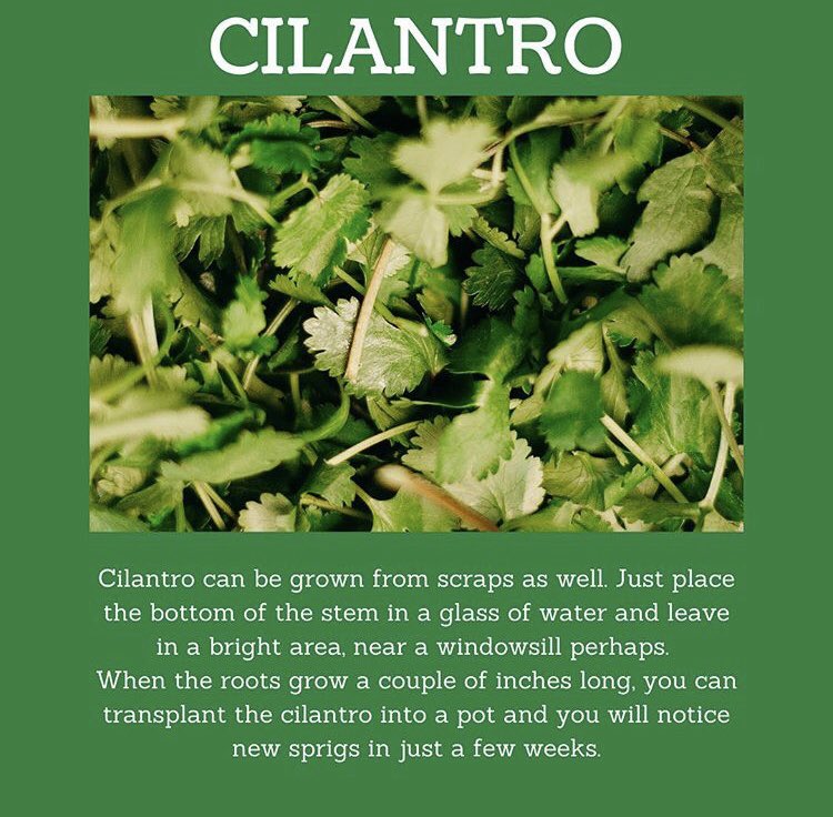 CSICalStateLA's tweet photo. Want to start your own vegetable/herb garden? 

Here’s some vegetables/herbs you can regrow! 👇🏽 #Growth https://t.co/brH6XUeMwT