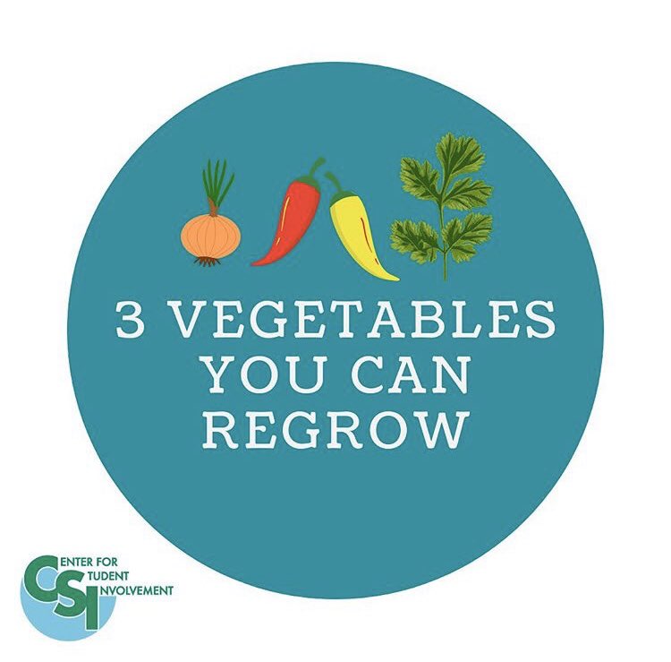 CSICalStateLA's tweet photo. Want to start your own vegetable/herb garden? 

Here’s some vegetables/herbs you can regrow! 👇🏽 #Growth https://t.co/brH6XUeMwT