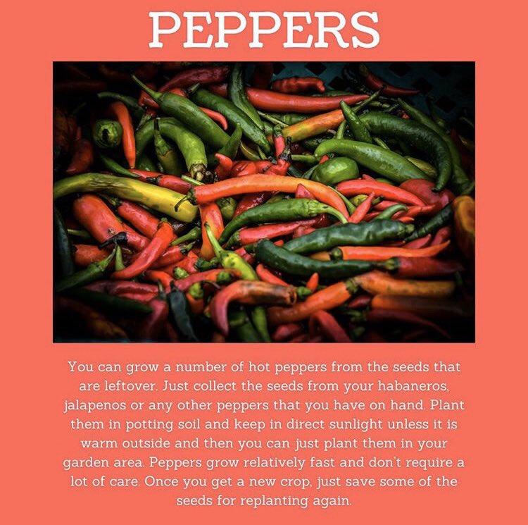 CSICalStateLA's tweet photo. Want to start your own vegetable/herb garden? 

Here’s some vegetables/herbs you can regrow! 👇🏽 #Growth https://t.co/brH6XUeMwT