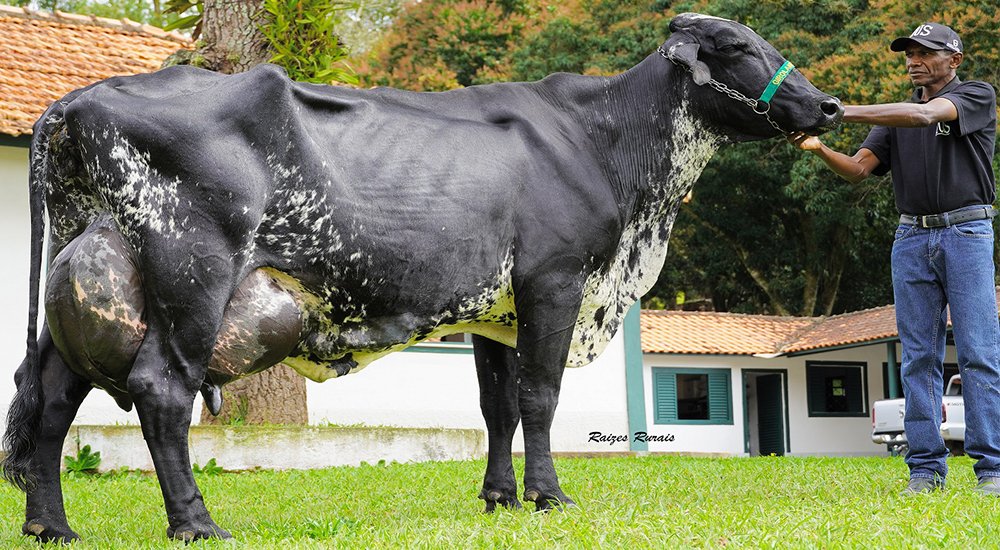 InfortamboAndin's tweet photo. 🐄El programa de cruzamientos entre razas puras es un sistema de apareamiento que complementa de una forma muy eficiente el mejoramiento genético dentro de las razas. Nota completa aquí: https://t.co/Nv0p6J7c5i https://t.co/8Dt45i8i1K