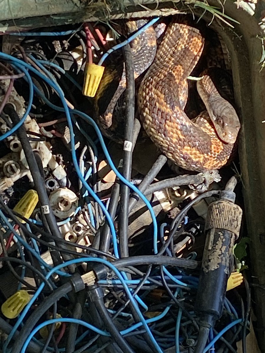 JR_Bohn's tweet image. I had some help with the mice population but he could’ve warned me before I lifted the cover. @grumpysuper @SuperProblems