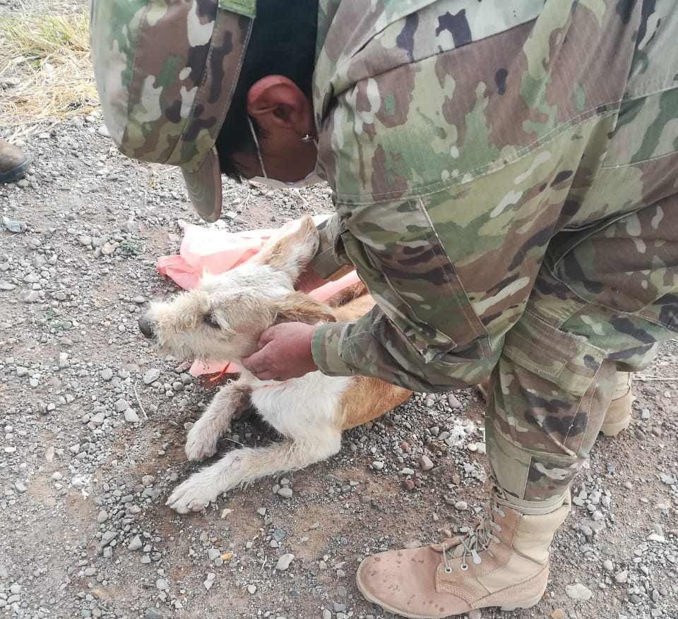 Opinion_Bolivia's tweet photo. #CoronavirusEnBolivia #QuedateEnCasa
Una coronela rescata animales en la cuarentena y destina todo su sueldo para alimentarlos
https://t.co/Lg9iXR6kW9
📷 Vivian Sánchez y refugio Una mano, una patita. https://t.co/9pRHdsKRwu