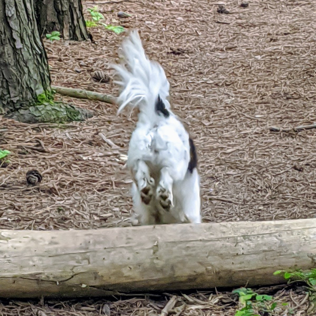 tarambrown's tweet photo. Lolitta wanted me to remind everyone to tackle obstacles in your path with Gusto!! #carpediem #growthmindset #chasethedaylight #theconnectioncoach https://t.co/85qvPypRwi