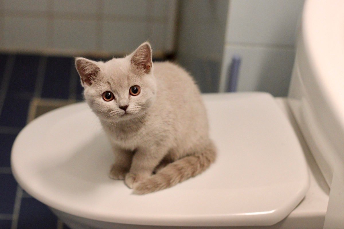 MeowMoeDotCom's tweet photo. #Meet my first #Cat. Her name is #Freyda
#Cats #Cat #Kittens #Kitten #Kitty #Pets #Pet #Meow #Moe #CuteCats #CuteCat #CuteKittens #CuteKitten #MeowMoe
https://t.co/J1jCAaeObi
. https://t.co/S14HycCkUc