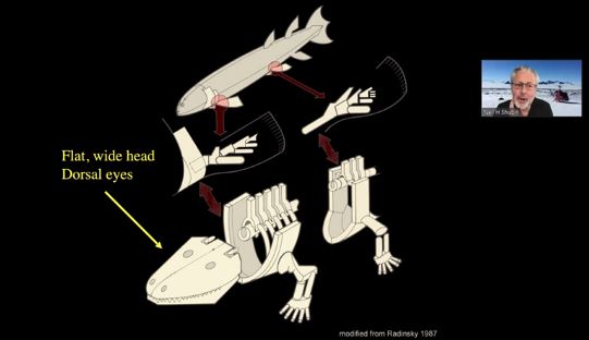 Refuse2Reinvent's tweet image. My classes have had the chance to Zoom with @NeilShubin  &amp;amp; @SteveBrusatte recently. I am so thankful for amazing scientists who are willing to give up their time to inspire the next generation of minds. #2020education #quaranteaching #guestspeaker