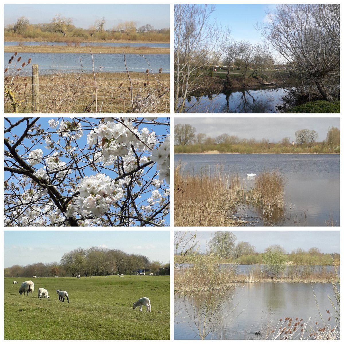LadybirdLab's tweet photo. #LoveMKDay! ❤ #FloodplainForestNatureReserve @theparkstrust #TheParksTrust #MiltonKeynes #KonikPonies #MKParks #Wolverton #Walking #Spring #MKWalks https://t.co/Tyo7uwpBFP