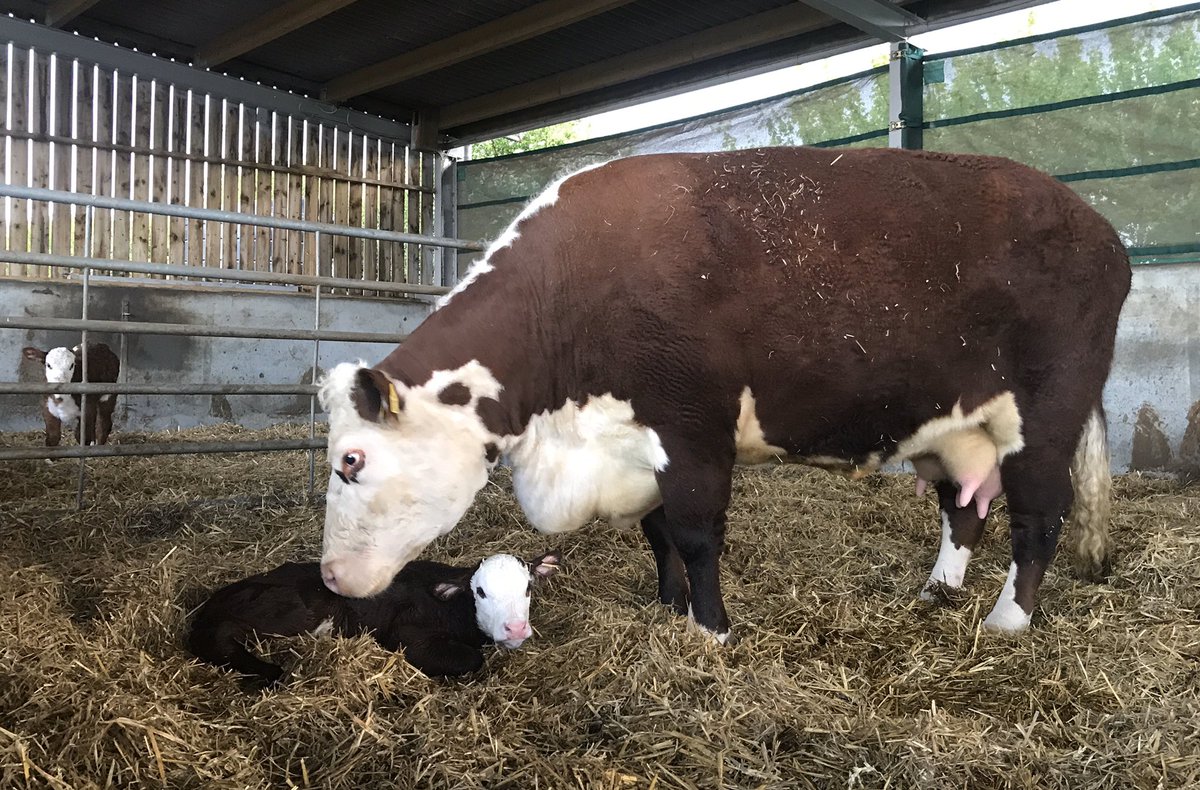 fabbherd's tweet photo. @captaintommoore please meet Fabb 1 Colonel Tom born this evening! We hope you have had a fabulous day and hope you have put your feet up!! #nhs #herefordcattlesociety #HappyBirthdayCaptainTom https://t.co/lZaySsgd74