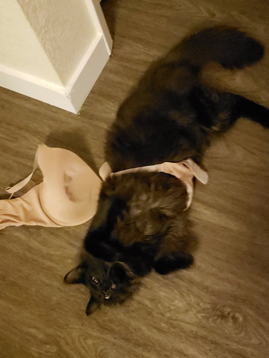 TarnyDoilies's tweet photo. This bitch pulled my bra out of the closet while I was taking a bath and then got stuck and couldn't get out https://t.co/EVKFFHsfxX
