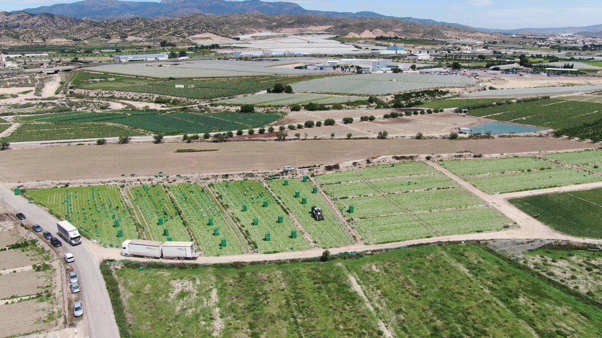 jorloan's tweet photo. Recolección de Lechuga Iceberg para Cooperativa #Deilor en Totana a vista de dron. @Proexport_Spain #letucce #agricultura https://t.co/jliWyr7BNG