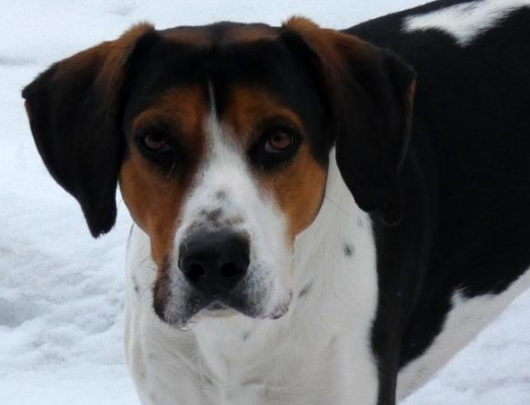ssmhs's tweet photo. Linus is looking for a family who can ensure that  he stays on his current diet to avoid his allergies flaring up; which has lead him to have ear infections. This hound dog would be best as an only pet and is looking for an adult only home.  

https://t.co/gHe0PD0XLB https://t.co/lNkHGbvxoW