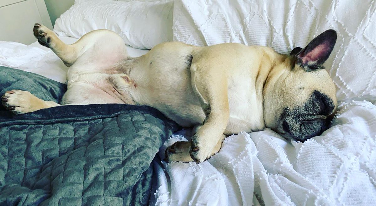 Making a book is tiring work! EBook link in bio. Paperback coming very soon! All proceeds to <a href="/NHSCharities/">NHS Charities Together 💙</a> #theadventuresofpresleyandbella #nhs #QuarantineLife #Isolation #kidsbooks #COVIDー19