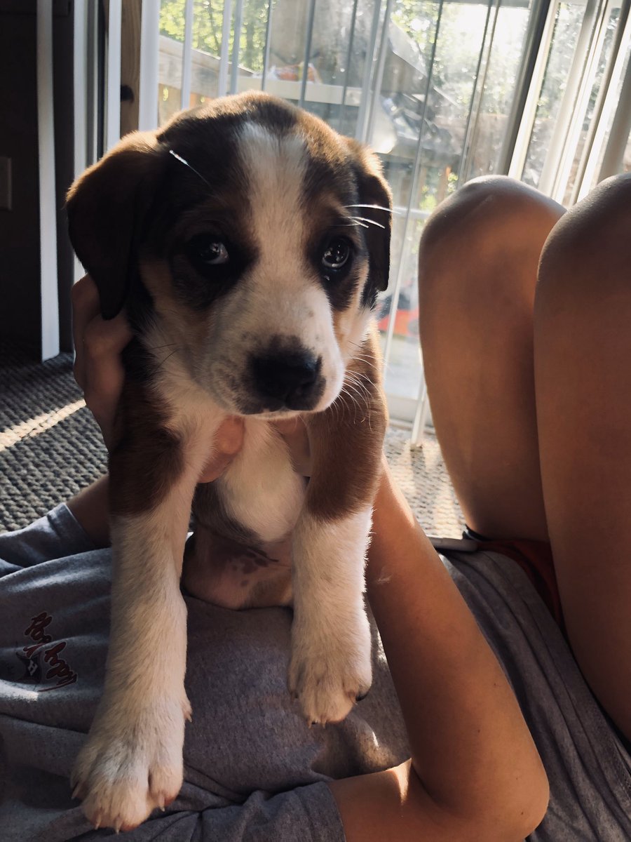 shawnasmithh's tweet photo. Ever since we found out we were moving back to appling all wade has talked about was getting a “cow dog” for his cows. Today that happened. Meet Magnolia 🐶🌸 https://t.co/4JHG4pVeWp