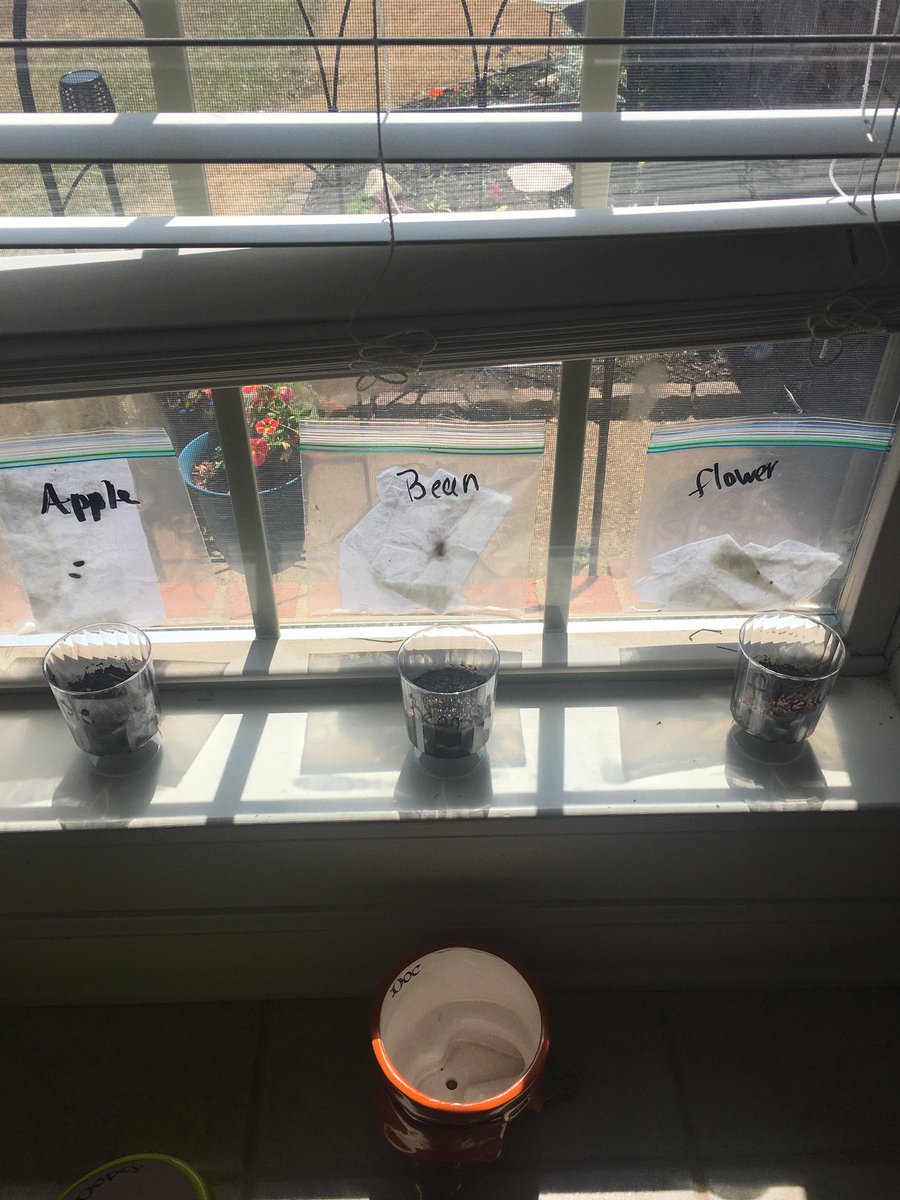 bradybrainiacs's tweet photo. We talked about parts  of a flower and why each is important. We drew the flower parts too! We also  planted some apple seeds, flower seeds and a dry bean to see if any sprout! #starsgrowingplants @bradybrainiacs @OESrockSTARS @jocie_smiles @suptking https://t.co/gWw89LG7qK
