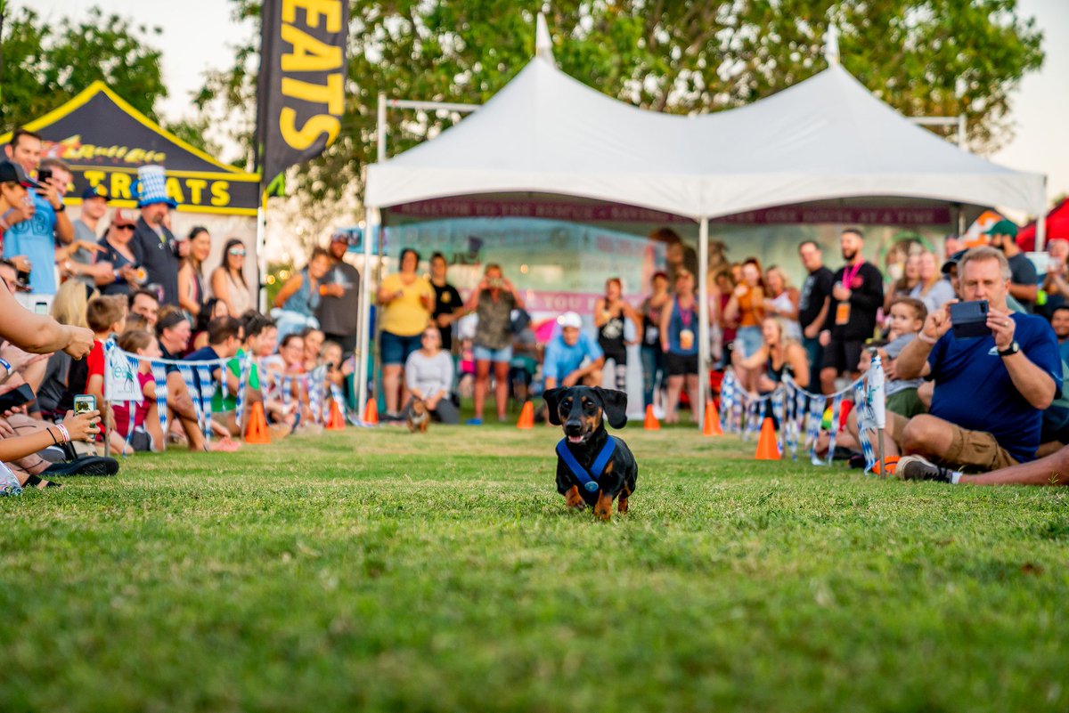 Our excitement when we show you what we have been planning to bring back our events better than ever! 🐶🙂