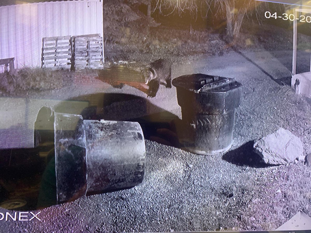 Motiveslady's tweet photo. Our nightly visitor lately: Grizzly Bear, little young guy, hanging out by our store. Our bear-proof can needs to get here already .. 😂😂

#Montana #MontanaLife #Bear #BearsAreAwake #HungryBears https://t.co/NNWH32ZRAJ