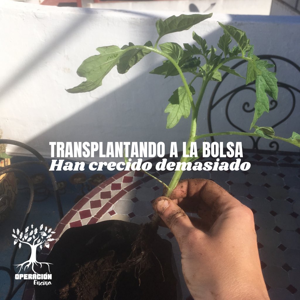 operacionencina's tweet image. Hoy hemos tenido que cambiar algunas #tomateras a bolsas más grandes! #autosuficiencia #selfefficient #tomatoes #tomates #tomatesdelavega #germinandofuturo #futurosostenible #operacionencina #operacionencinamarruecos #marruecos #morocco #maroc #rabat #oudayas #sustainablefuture