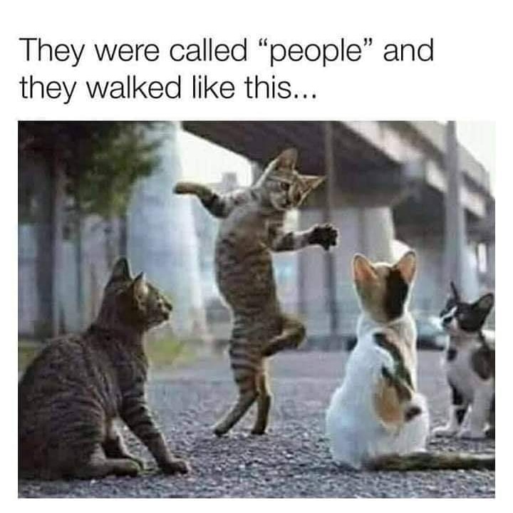 MphahleleSbu's tweet photo. A few weeks after humans are wiped out by the Corona virus😂😂
#DarkHumour
#LaughterIsTheBestMedicine
#StillBreathingSA 
#DayWhateverOfLockDown https://t.co/5vqRtqfttU