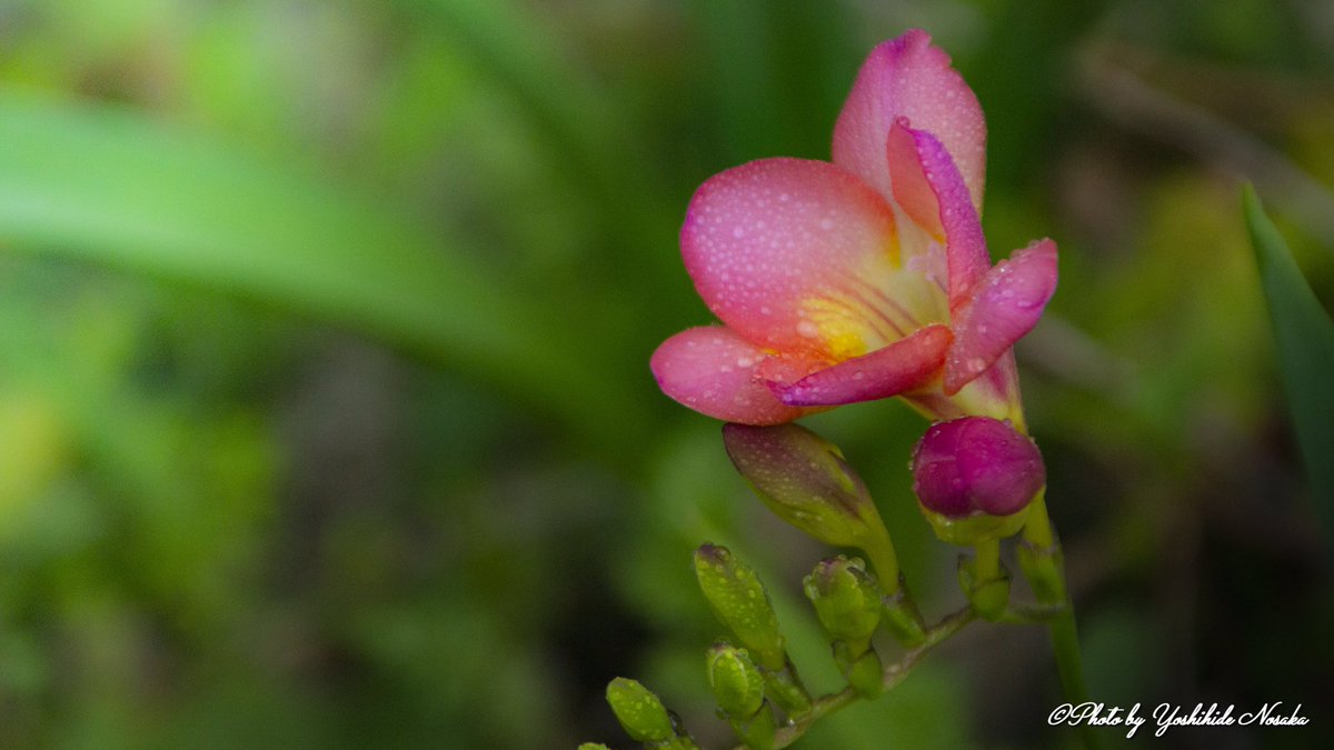 菖蒲水仙 菖蒲水仙