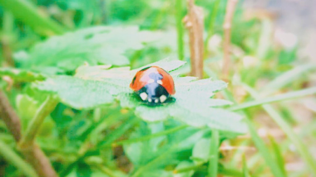 幸せの象徴 Twitter Search Twitter