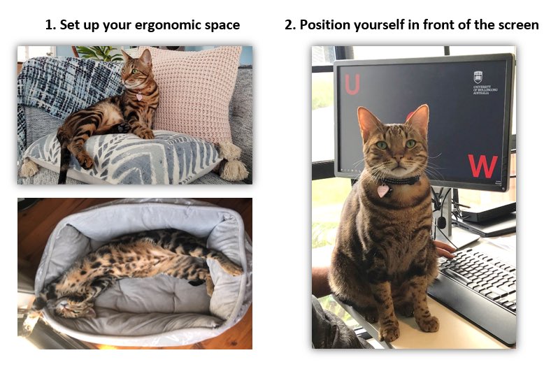 AlyceMa5on's tweet photo. And now for rescue Bengal Evan’s Webex/Zoom tips for the week #petsofUOW #AusUniPetWars https://t.co/3ycwUJkgiH