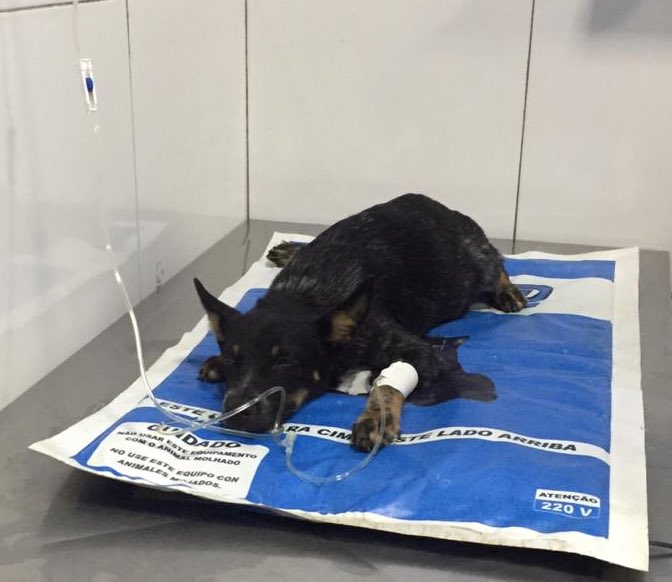 victorhugotex's tweet photo. Gente, coisa séria: o Gulliver precisa fazer uma transfusão de sangue! Qualquer cachorro de mais de 25 kg!
A tipagem sanguínea vai ser feita na hora. É a única maneira dele sobreviver e precisa ser feita em 24 horas. Contato comigo pelo número (99) 98808-4970 �� (Imperatriz/MA)🙏🏼 https://t.co/JWAW1TKYdO