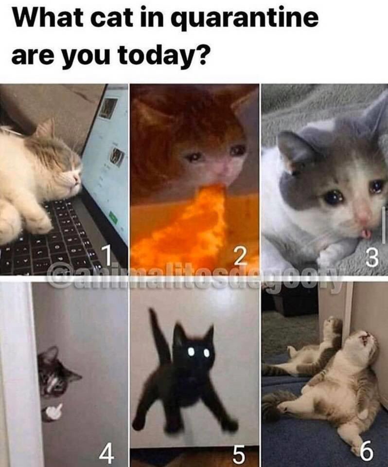 Hannah MacDonald (@theshadowedone) on Twitter photo 