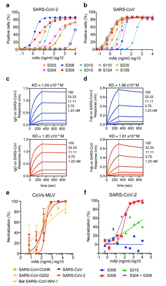 mmw_lmw's tweet photo. #SARSCoV2 @biorxivpreprint | Structural and functional analysis of a potent #NeutralizingAntibody | Originally isolated from #SARSsurvivor #Memory_B_cells | Davide Corti @Vir_Biotech https://t.co/qzTbvGM1uY | #2020_ReCapApril https://t.co/QVOnB0b4W0