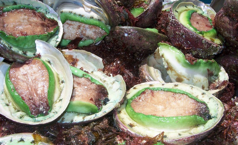 JanStrugnell's tweet photo. Gene expression difference between #abalone that are susceptible and resilient to heat stress #SummerMortality #coexpression #ClimateChange #aquaculture @CSTFA_JCU @jcu @arc_gov_au @FAOfish https://t.co/Z2sU8cv8OQ https://t.co/JLtPYlESDX