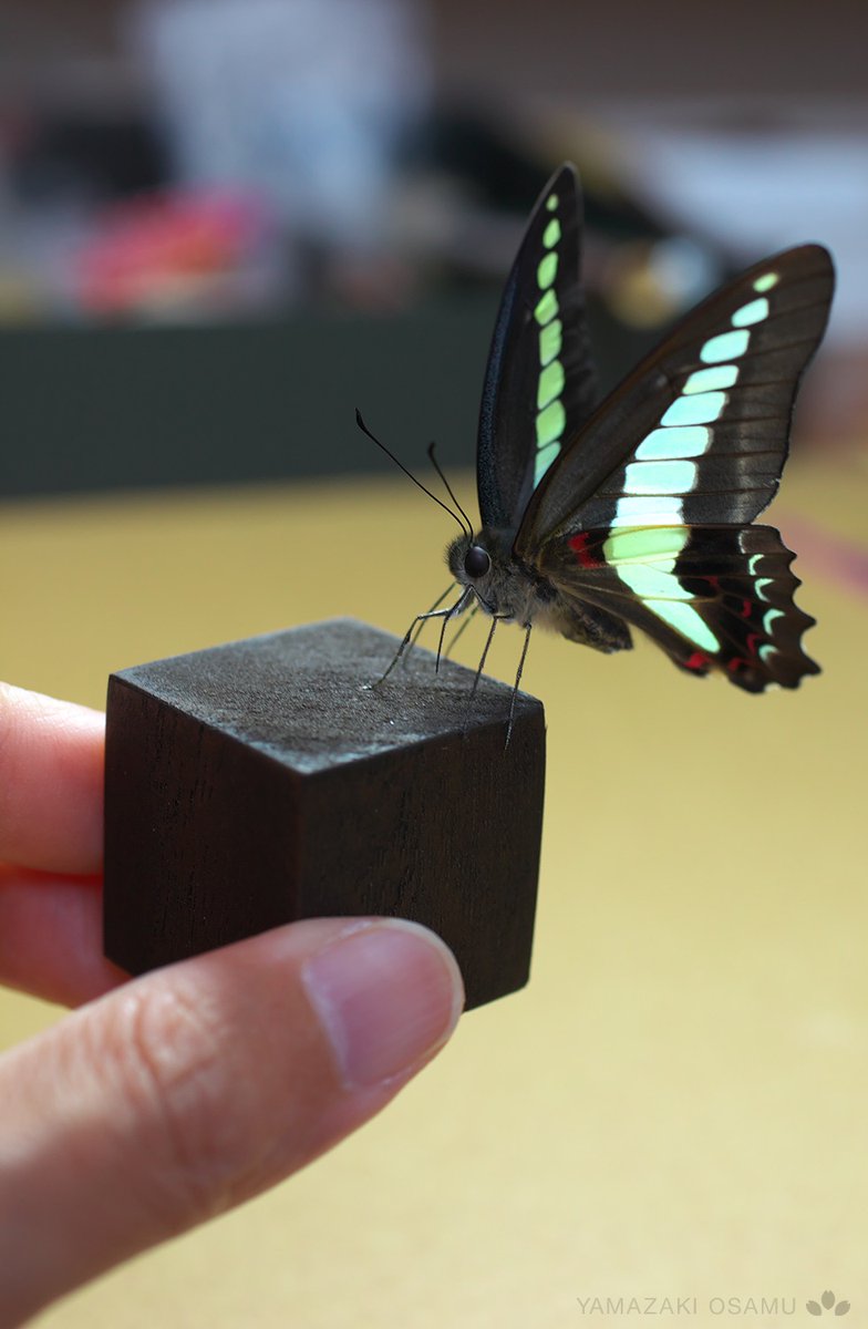 山﨑 理 Yamazaki Osamu ピンを使わない蝶の標本を作っています あつ森に出てきたのを集めてみました 立体展翅 Butterflyspecimen T Co Dixgimzdiy Twitter