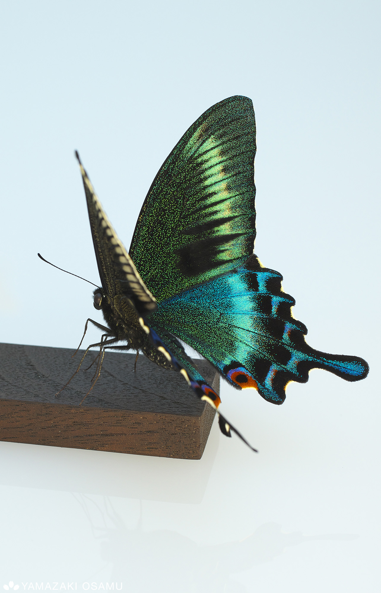 山﨑 理 Yamazaki Osamu ピンを使わない蝶の標本を作っています あつ森に出てきたのを集めてみました 立体展翅 Butterflyspecimen T Co Dixgimzdiy Twitter