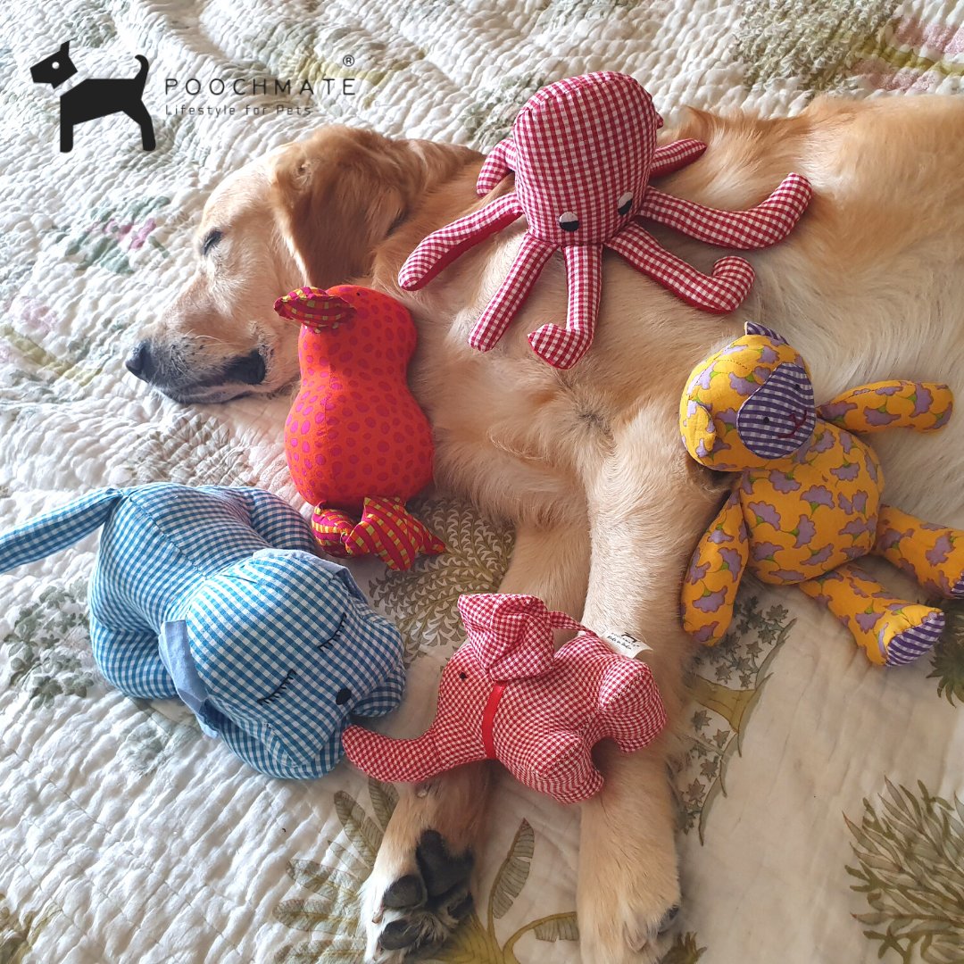 poochmate's tweet photo. When i was a puppy I had only one toy and it was inherited from my brother. ⁠
⁠
Then I learnt the art of paw-ni-poo-la-tion😂 https://t.co/URlSUUdDqD