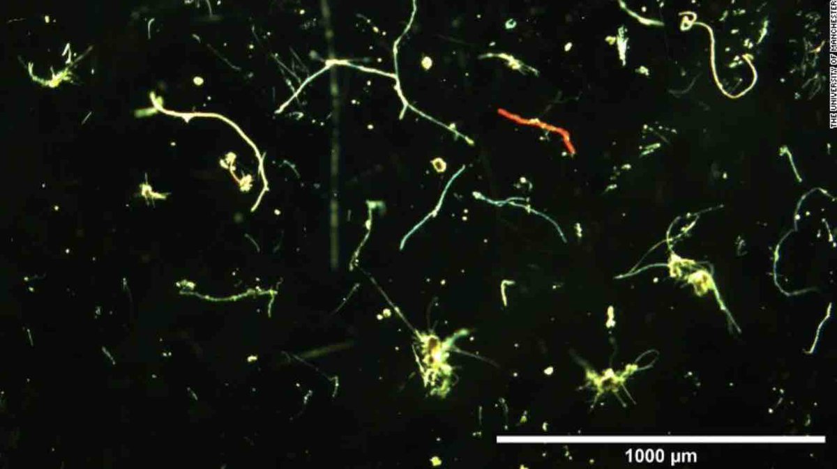 #Microplastics on the seafloor is at its highest ever level, 1.9 million pieces on just 1 sqm. We guessed from seaweed that 1 HA had 10 billion pieces. Its double! It confirms that  in number of pieces we have TODAY more #plastics than fish in the #Oceans. edition.cnn.com/2020/04/30/wor…