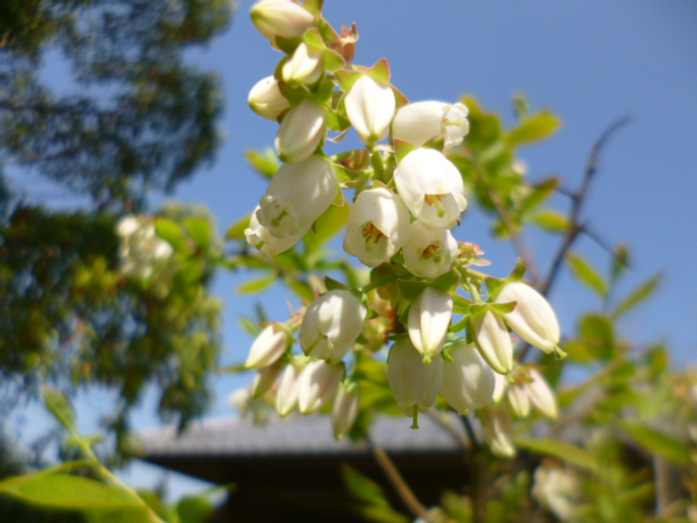 与謝野町立江山文庫 V Twitter ブルーベリーの花が咲きました でも2本あった木の1本が枯れてしまいました 実をつけてくれるのでしょうか 与謝野町 江山文庫 お家にいよう