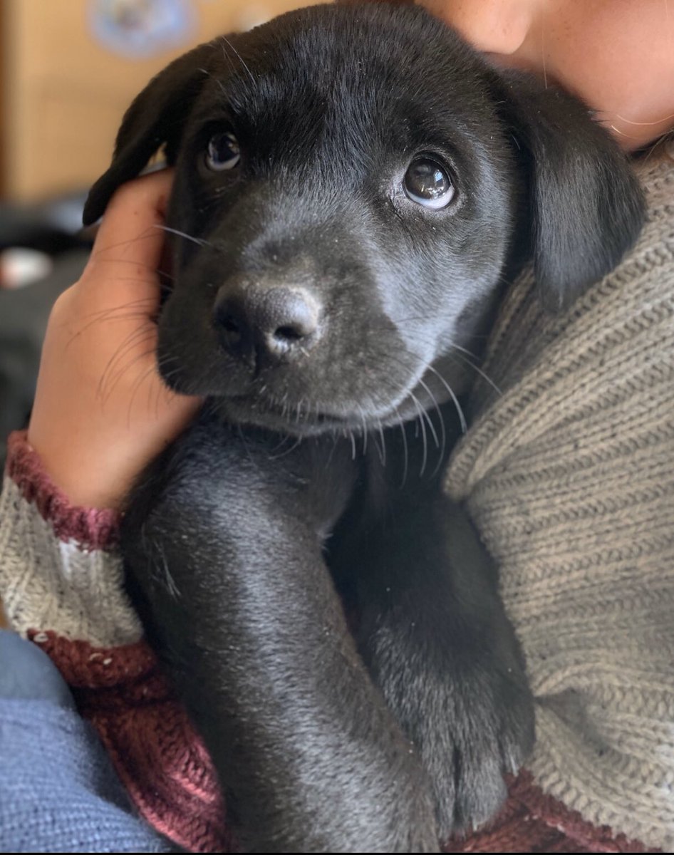 hutch472's tweet image. As a nation of dog lovers PLEASE can you help and retweet.
This black Labrador puppy, 10 weeks old stolen from Burton Latimer. Let’s make him too hot to handle and get him returned. Times are hard enough without breaking a families heart like this. ref 20000220268 with any info.