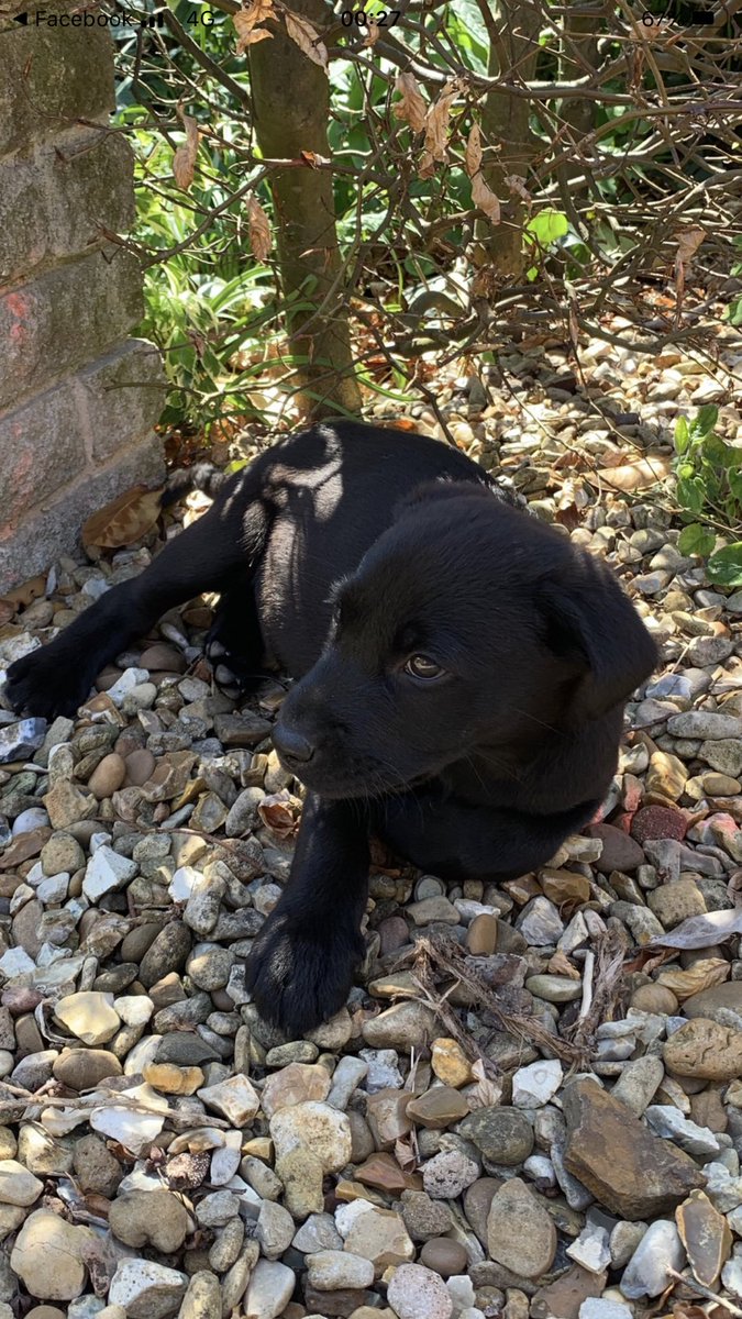 hutch472's tweet image. As a nation of dog lovers PLEASE can you help and retweet.
This black Labrador puppy, 10 weeks old stolen from Burton Latimer. Let’s make him too hot to handle and get him returned. Times are hard enough without breaking a families heart like this. ref 20000220268 with any info.