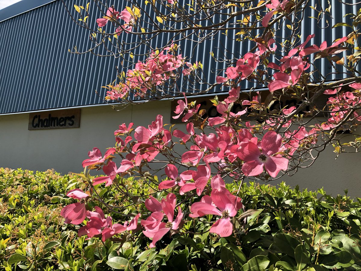 ChalmersElem's tweet photo. Our Chalmers courtyard is looking particularly pretty today! https://t.co/6iLN5E9mdo