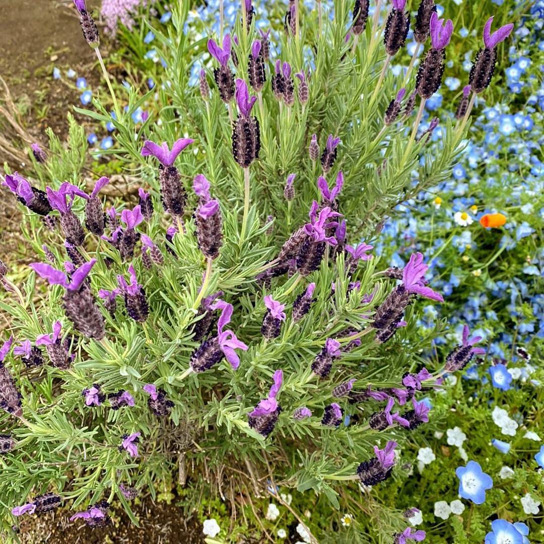 ラフィネ 越谷駅店 自宅で出来る ｱﾛﾏ で除菌 余った 保冷剤 を活用 保冷剤にティーツリー ユーカリ ミント ラベンダーの精油をin 殺菌 抗菌効果 のある芳香剤に 精油によって様々な効果があるので ぜひお試しを ラフィネ