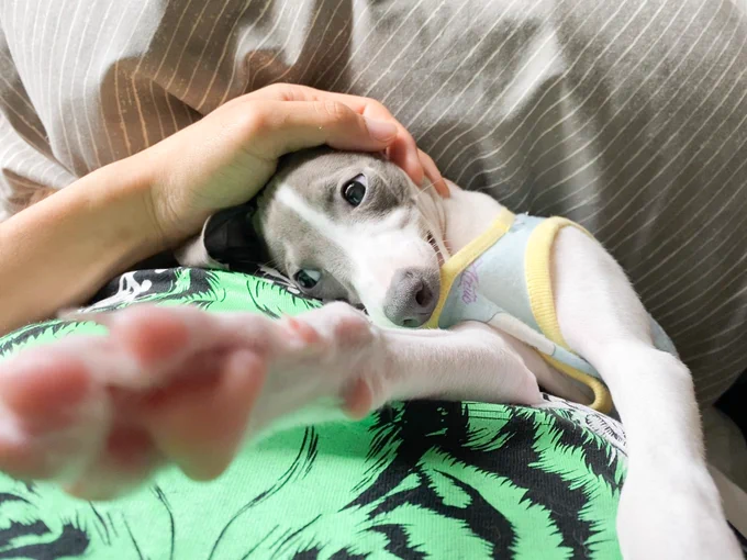 朝から甘えんぼ全開たろう。
おはふーちゃん☀️ 