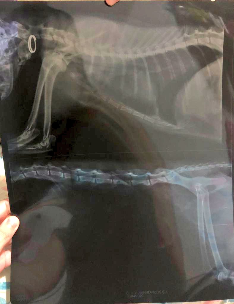 antusa's tweet photo. Bueno les quiero contar que mi gatita, que es una de mis mejores compañías, hoy se cayó de la ventana de nuestro departamento. Cayó desde un sexto piso hasta planta baja, aterrizó con sus patitas y se las fracturó. https://t.co/fAkVa6r59L