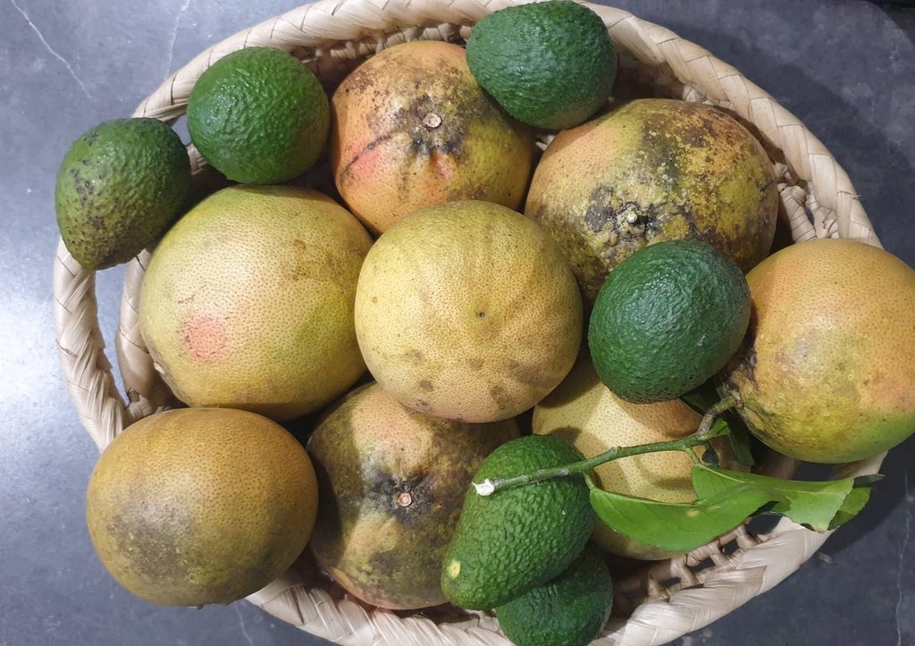 new_horizon's tweet photo. #Fresh #grapefruit and #avocados off the trees this morning.  The grapefruit are over a pound each. https://t.co/dDvs9K051N https://t.co/4kkkHlBbaY