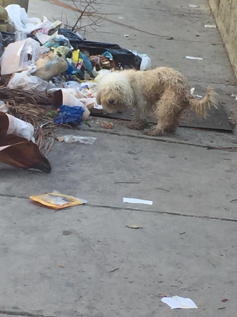 tistjmay's tweet photo. Perritos abandonados en la Florida reportan urgente, es estresante sin carro sin alimento se necesita ayuda rescate , trataremos de rescatarlos mañana porque tengo que buscar un transporte estoy muy lejos @PerroUsuario @SalvandoPatitas @azlinjdgaby @DUINCONSUELOC @maribeld_ https://t.co/2HYlePpjwg