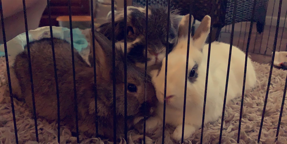 bailey_brouwer's tweet photo. 🤎🖤🤍🐰🤍🖤🤎 https://t.co/JGbC6sAeeO
