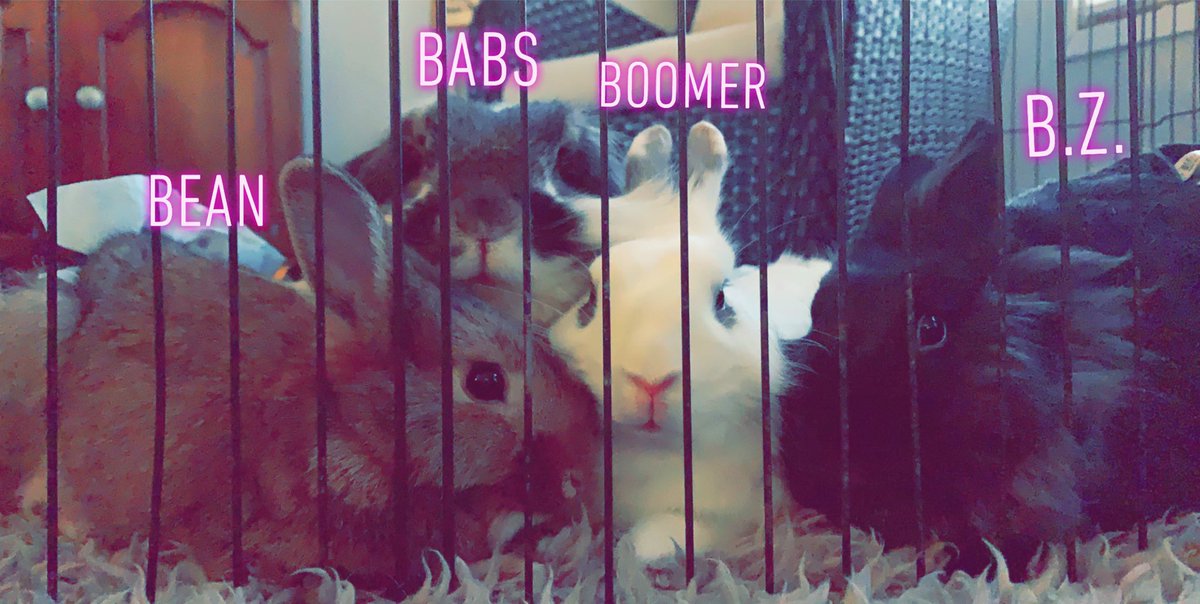 bailey_brouwer's tweet photo. 🤎🖤🤍🐰🤍🖤🤎 https://t.co/JGbC6sAeeO