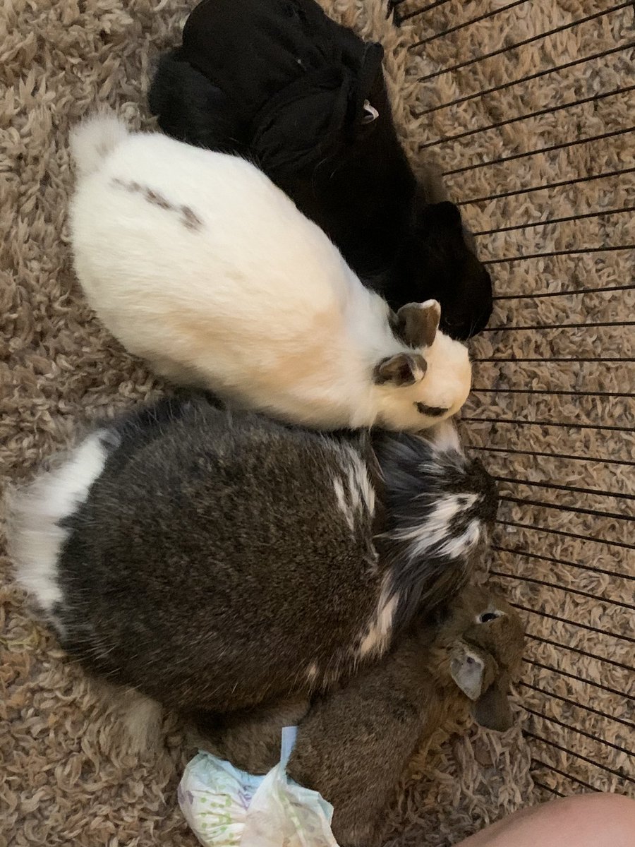 bailey_brouwer's tweet photo. 🤎🖤🤍🐰🤍🖤🤎 https://t.co/JGbC6sAeeO