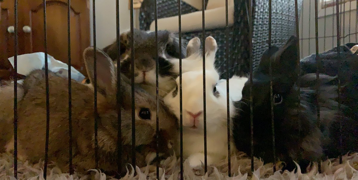 bailey_brouwer's tweet photo. 🤎🖤🤍🐰🤍🖤🤎 https://t.co/JGbC6sAeeO